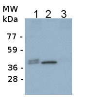 FBA | Fructose-bisphosphate aldolase 1 (chloroplastic) in the group Antibodies Plant/Algal / Carbohydrates at Agrisera AB (Antibodies for research) (AS16 4093)